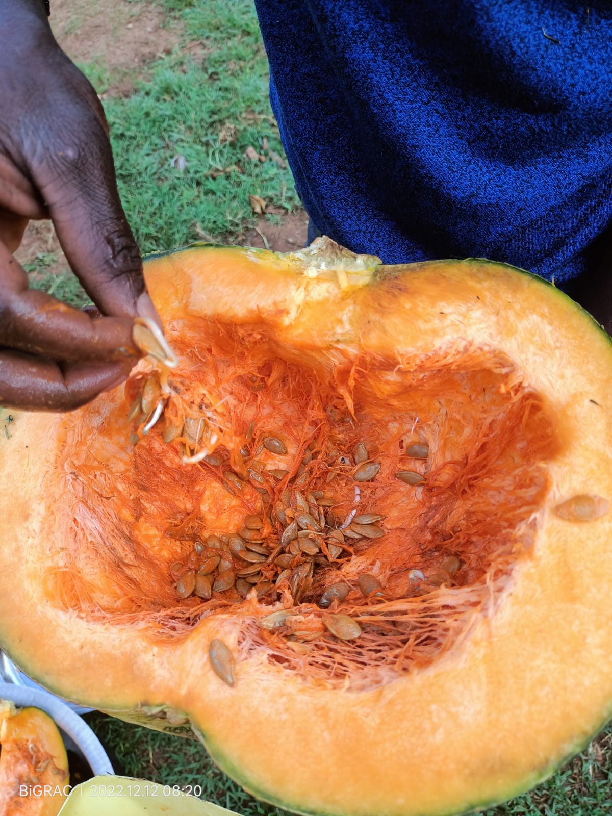 Pumpkins