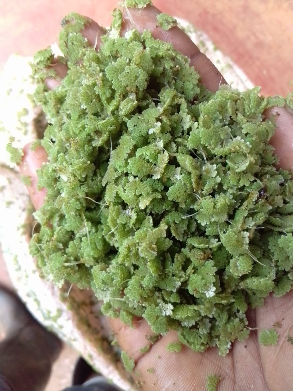 Azolla + pdf guide