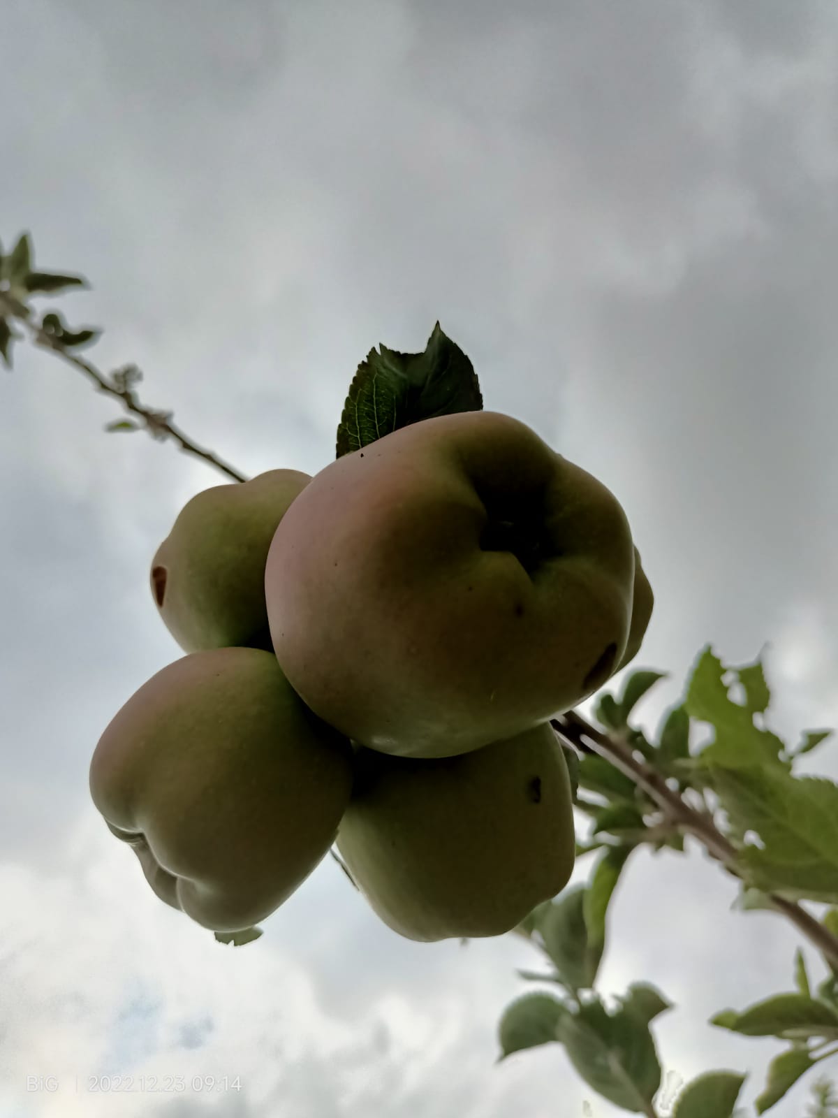 Apples