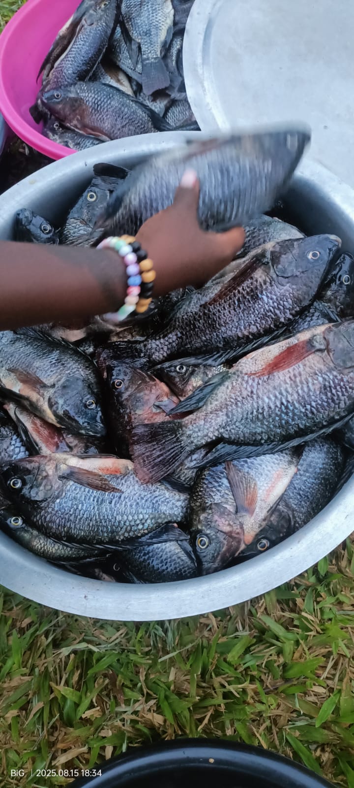 Fish