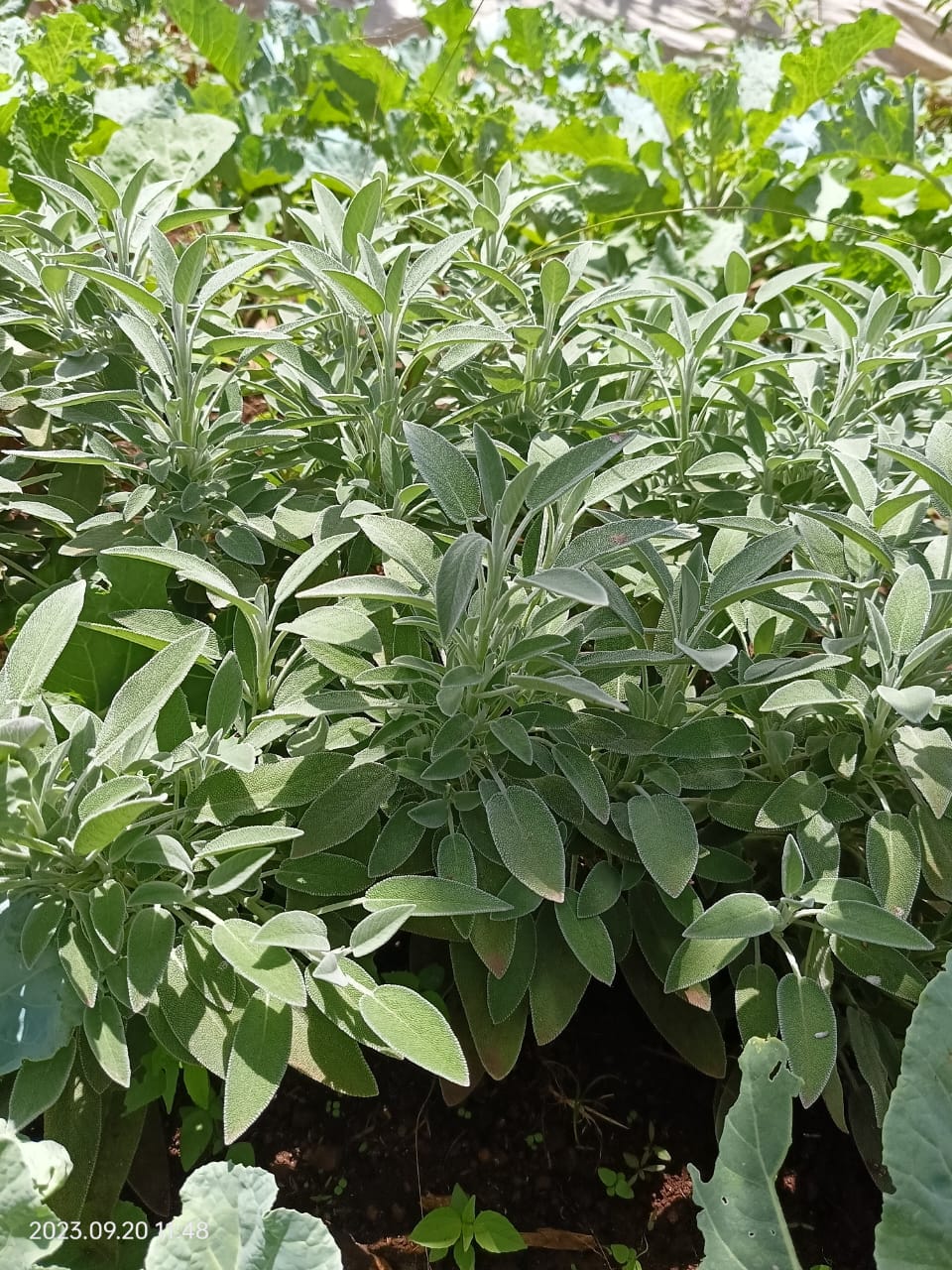 Sage