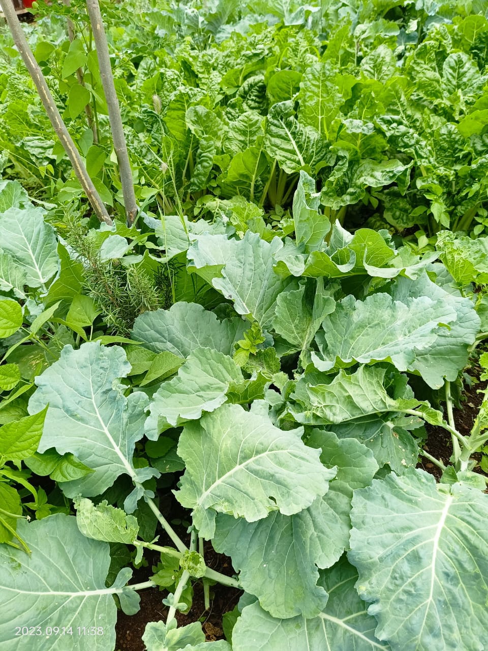 Sukuma Wiki