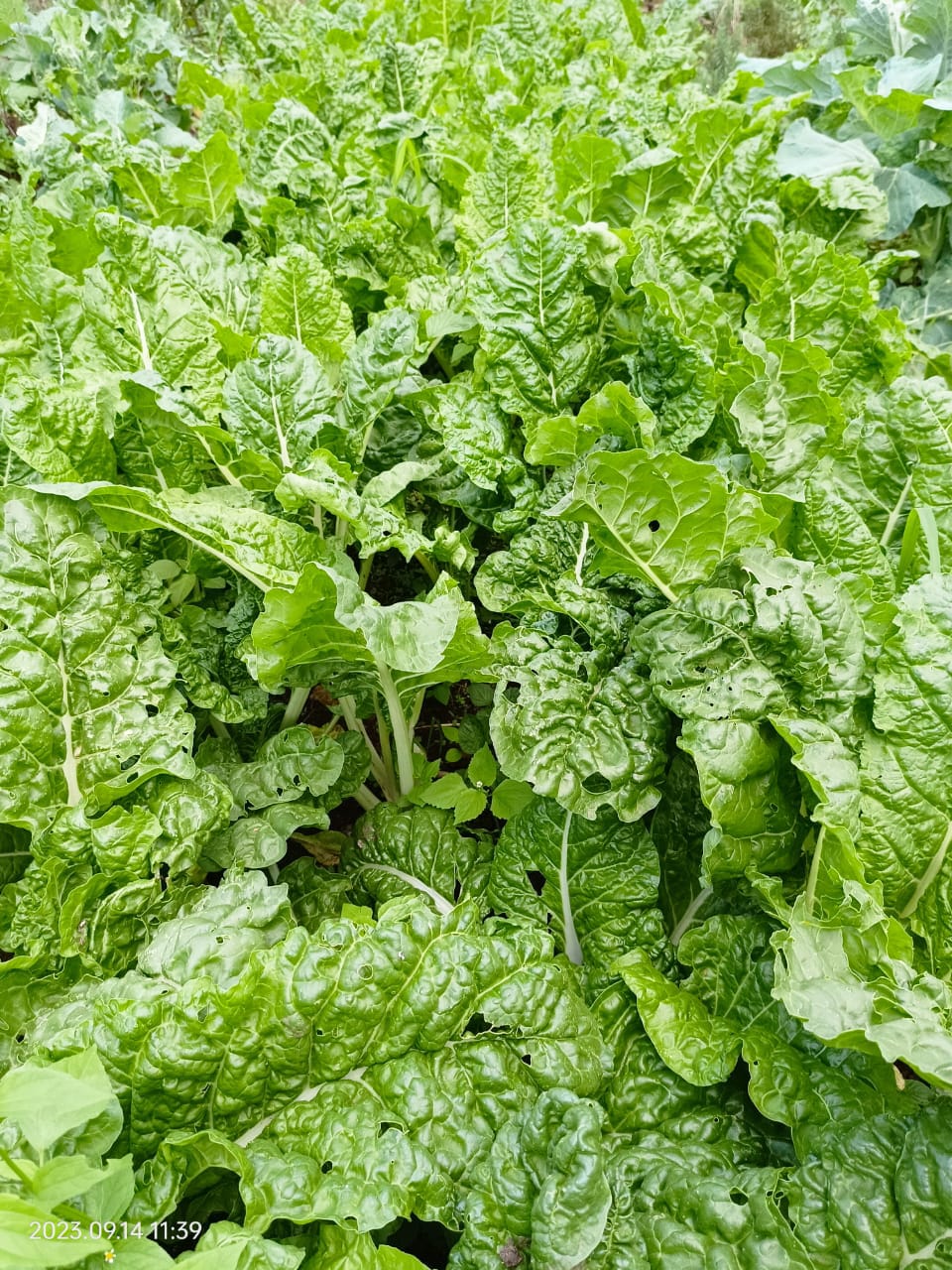 Spinach 