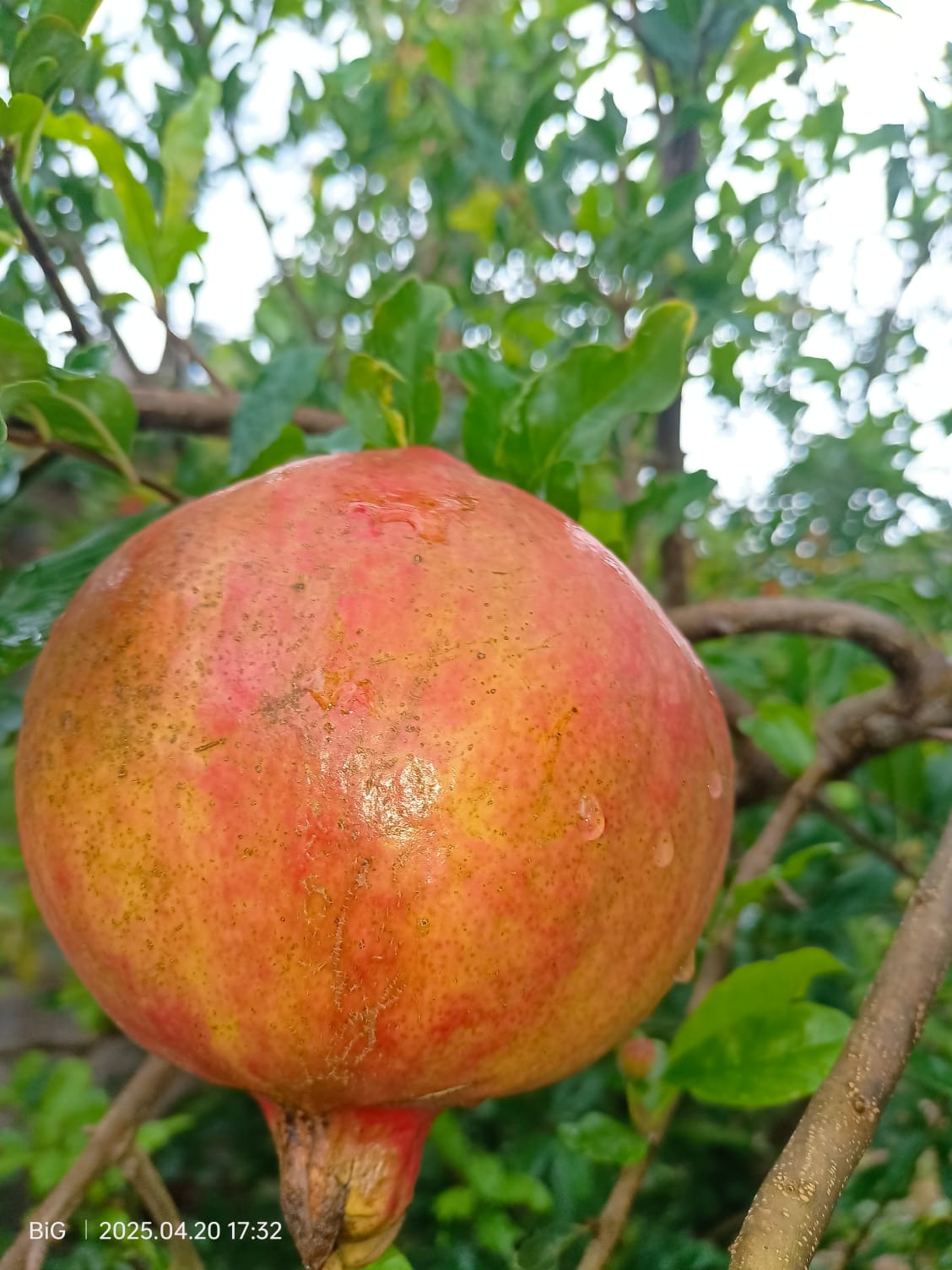 Pomegranate 